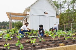 Berkebun: Lebih dari Sekadar Hobi, Peluang Bisnis yang Menjanjikan