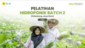 Bertani di Lahan Sempit: Panen Melimpah di Ruang Terbatas