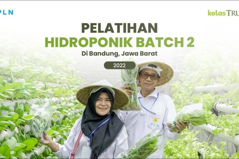 Bertani di Lahan Sempit: Panen Melimpah di Ruang Terbatas