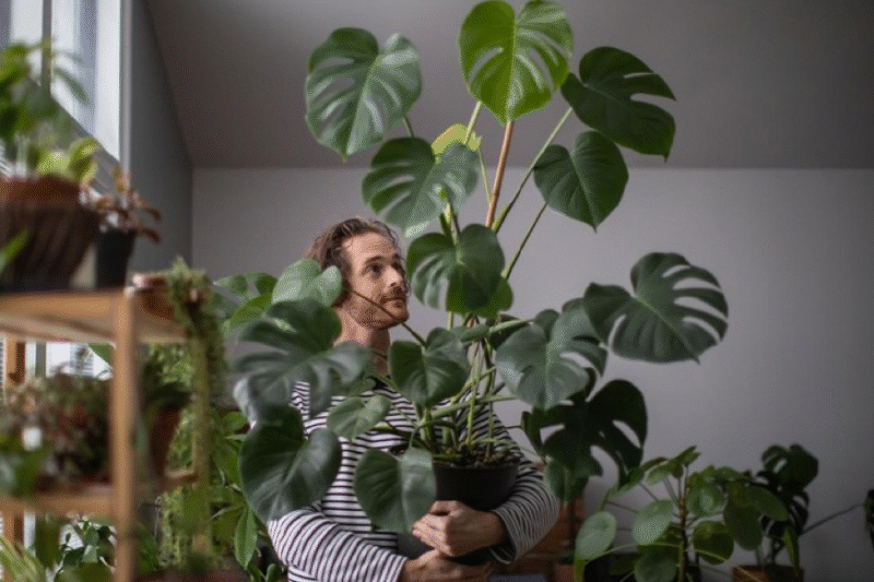 Rahasia Merawat Tanaman Hias: Panduan Lengkap untuk Kebun Indoor yang Subur dan Memesona