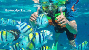 Tentu, mari kita buat artikel informatif tentang spot snorkeling terbaik di Indonesia.