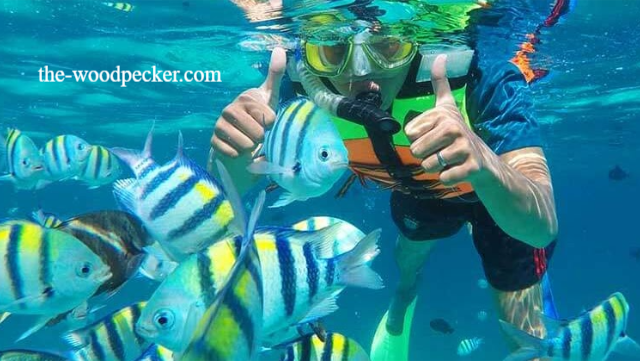Tentu, mari kita buat artikel informatif tentang spot snorkeling terbaik di Indonesia.