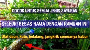 Tentu, mari kita bahas cara mengatasi hama tanaman secara alami dalam artikel yang informatif dan mudah dipahami.