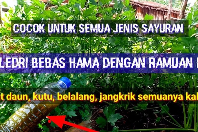 Tentu, mari kita bahas cara mengatasi hama tanaman secara alami dalam artikel yang informatif dan mudah dipahami.