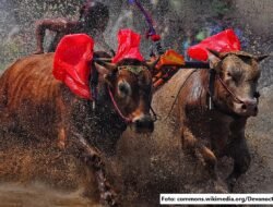 Karapan Sapi: Simbol Kehormatan dan Tradisi Pacuan di Pulau Madura