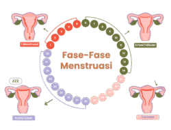 Olahraga dan Siklus Menstruasi: Hubungan Kompleks yang Perlu Dipahami