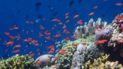 Bunaken, Surga Tropis dengan Keindahan Laut