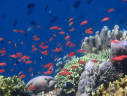 Bunaken, Surga Tropis dengan Keindahan Laut